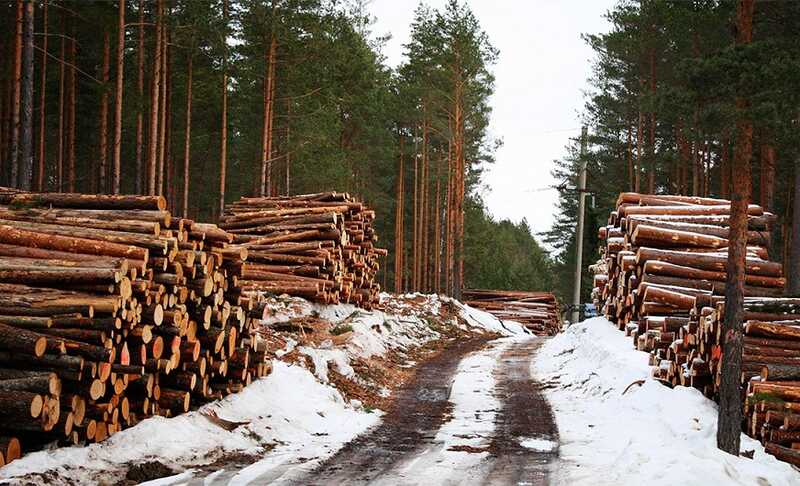 Губернатор Воробьёв не был осведомлён о незаконной вырубке в парке «Лосиный остров»